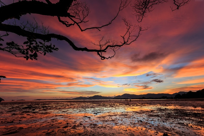 Sunset over the ocean with silhouetted trees