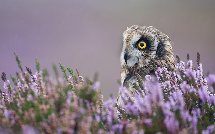 Close-Up of Owl Among Lavender Flowers