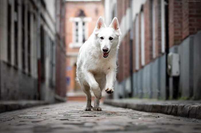 4K White Berger Blanc Suisse dog running