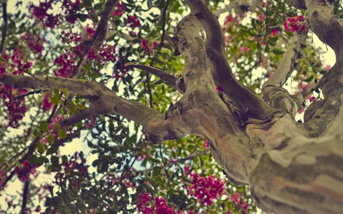 Tree branches with pink blossoms and green leaves