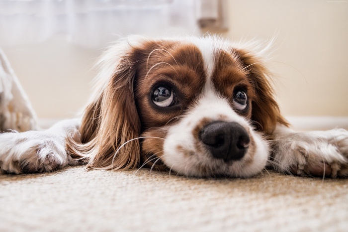 Puppy lying on carpet, 4K