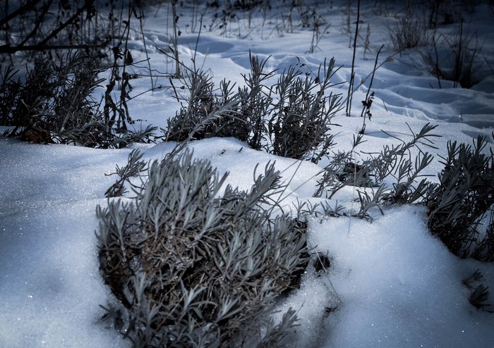 Plants covered in snow in a winter forest