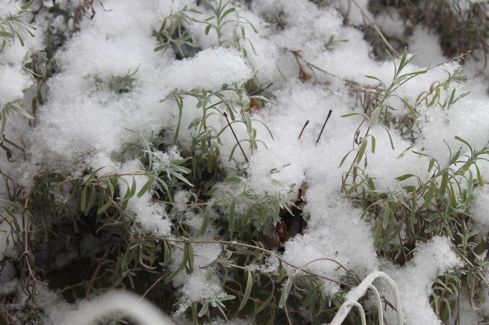 Snow covered green plants in winter