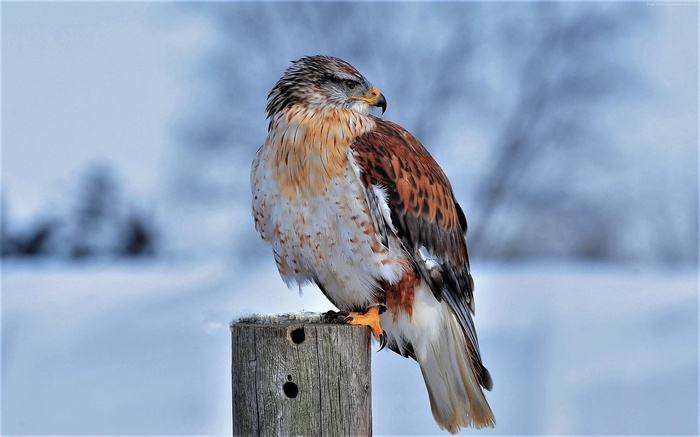 Ferruginous Hawk in Winter
