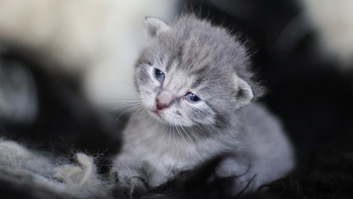 A tiny gray tabby kitten with blue eyes