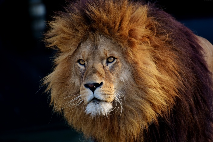 Lion with brown mane