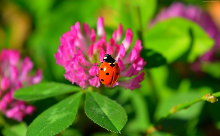 Ladybug on a pink clover flower 4K