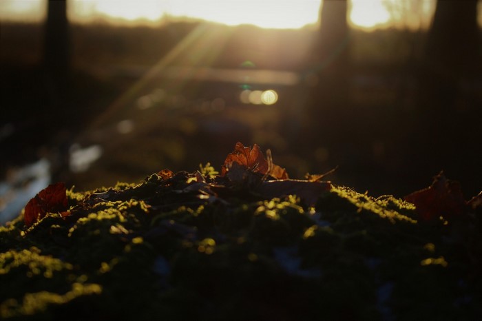 Mossy ground with fallen leaves at sunset