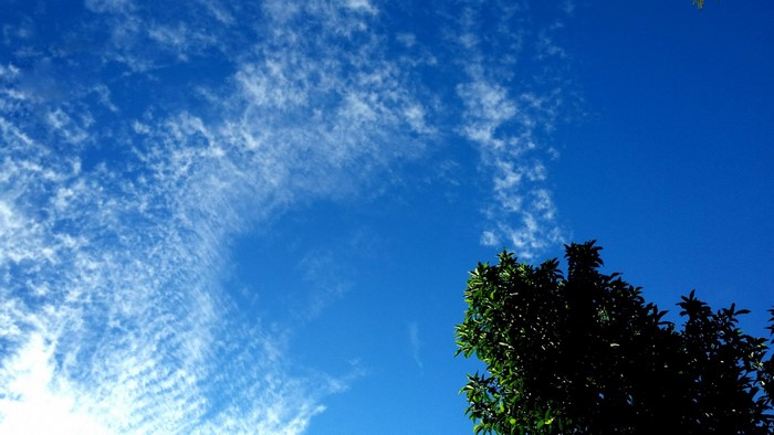 Blue sky with wispy clouds and a silhouetted tree
