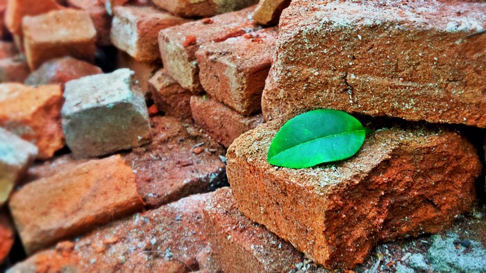 Pile of red bricks with a green leaf