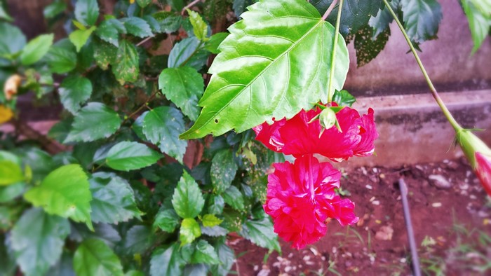 Red hibiscus flowers and green leaves in a garden
