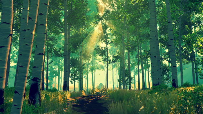 Sunlight filtering through a forest of birch trees