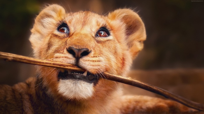 Lion cub playing with a stick
