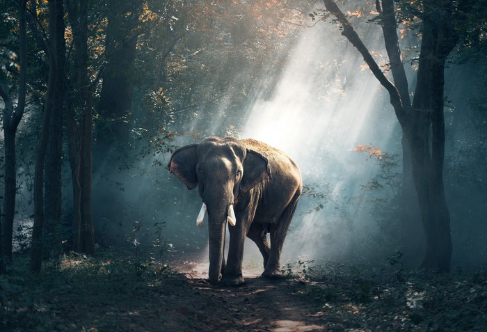 Elephant walking in a misty forest with sunlight