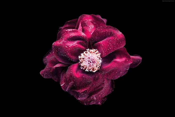 4K Purple Flower with Water Droplets
