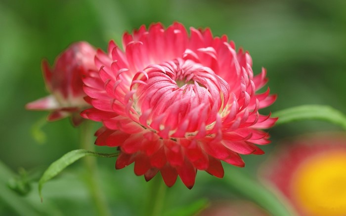 Vibrant Red Dahlia Flower Close-up