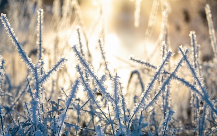 Frost-covered grass in morning sunlight