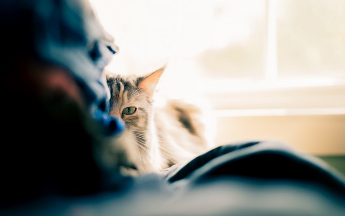 A cat peeks from behind a blue object