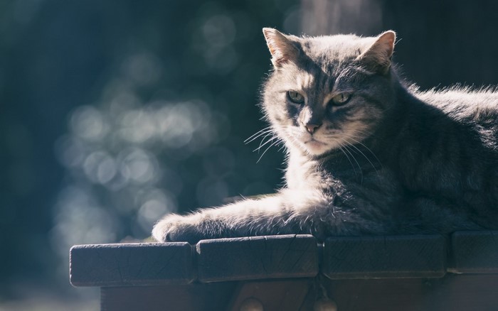A gray tabby cat rests on a wooden surface outdoors.