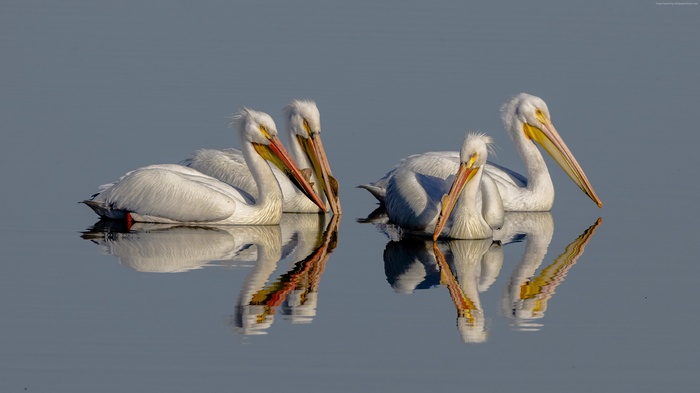 Four White Pelicans in Water with Reflections
