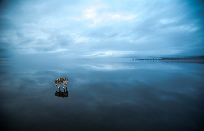 Dog on a frozen lake with reflection