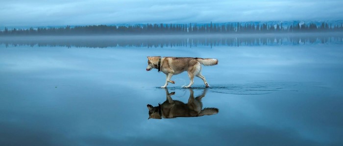 Siberian Husky walking on a frozen lake with reflection
