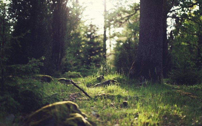 Sunlight filtering through a forest with mossy rocks and grass