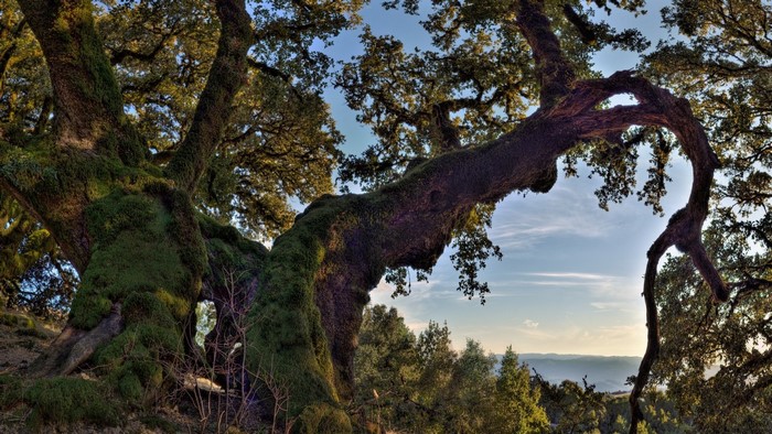 Ancient moss-covered oak tree overlooking rolling hills
