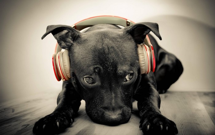 Black puppy wearing red and white headphones