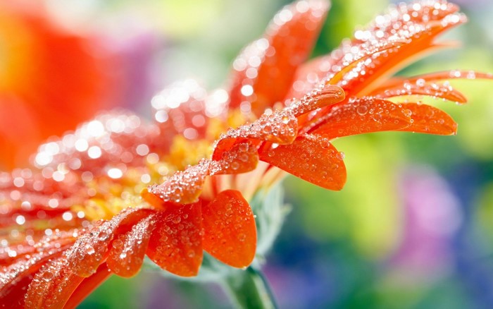 Close-up of an orange gerbera daisy with water droplets