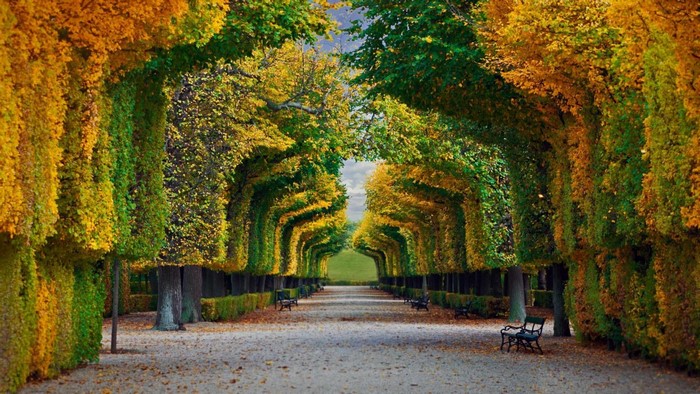 Autumn trees forming an archway over a park path