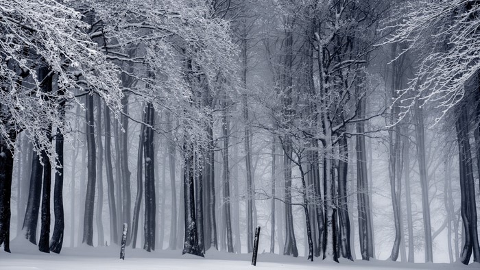 Snow-covered trees in a misty winter forest