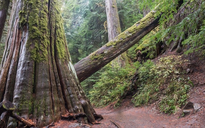Moss-covered trees in a forest with a fallen log