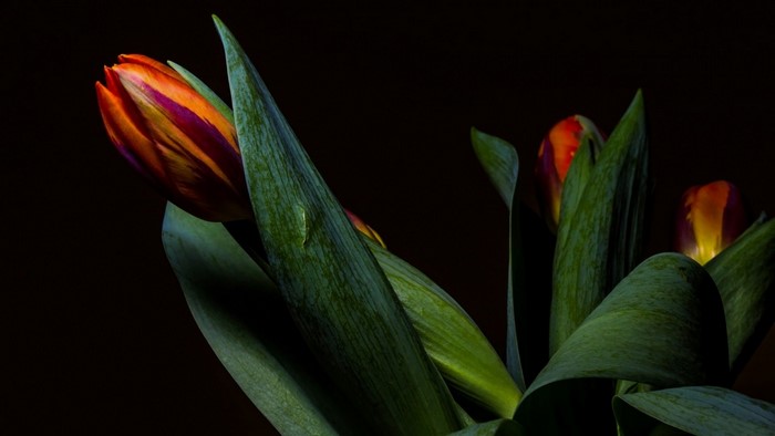 Close-Up of Orange and Yellow Tulips with Green Leaves