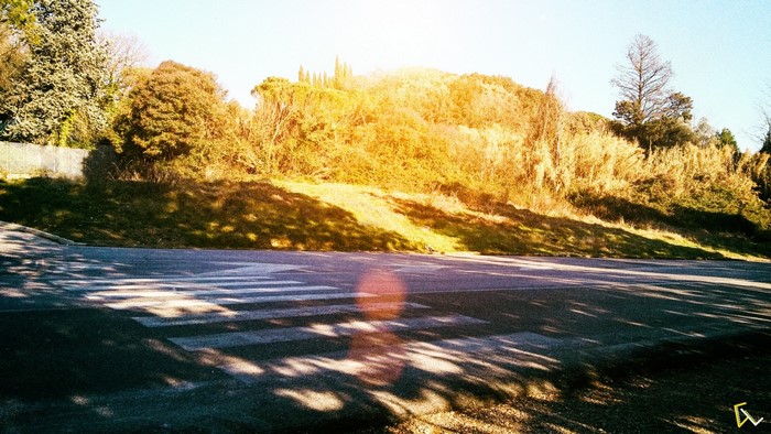 Sunlight filtering through trees onto a road with a crosswalk
