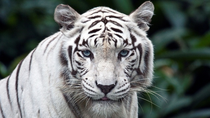 White Tiger with Blue Eyes