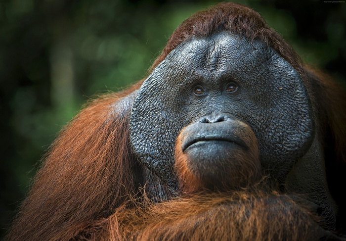 4K Orangutan Portrait