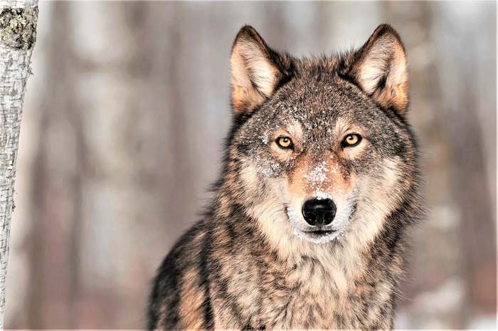 Wolf in the snow