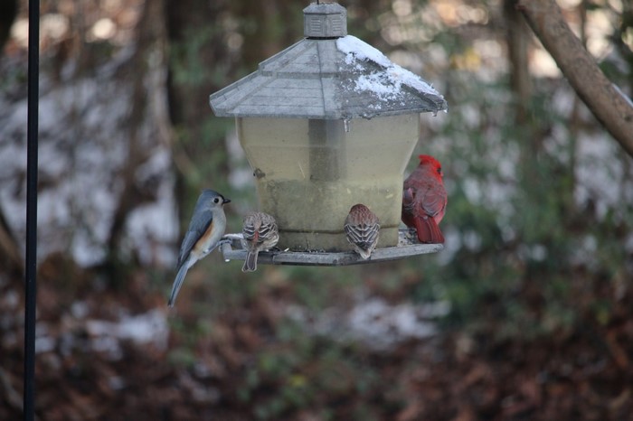 Birds on a snowy bird feeder