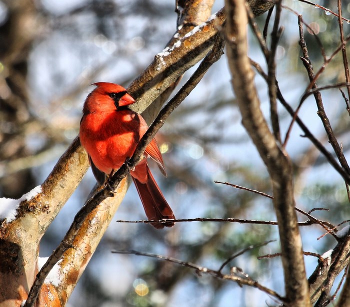 A bright red cardinal perched on a snow-dusted branch in winter