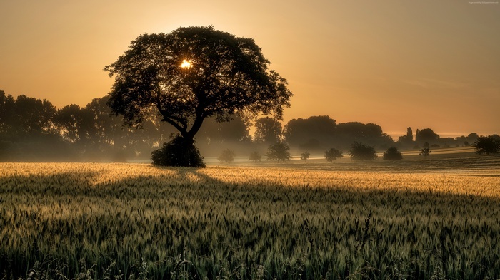 Tree in a field at sunset 4K