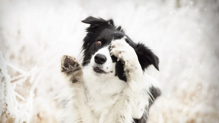 Border Collie dog covering its eyes in the snow