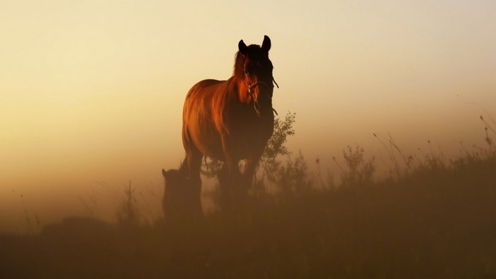 Horse in the mist at sunrise