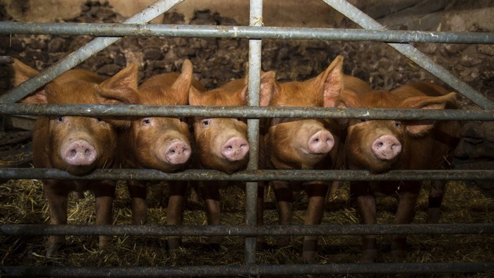 Five pigs behind a metal fence in a barn