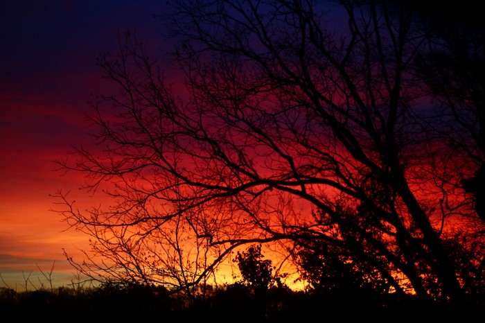 Silhouette of trees against a dramatic sunset sky