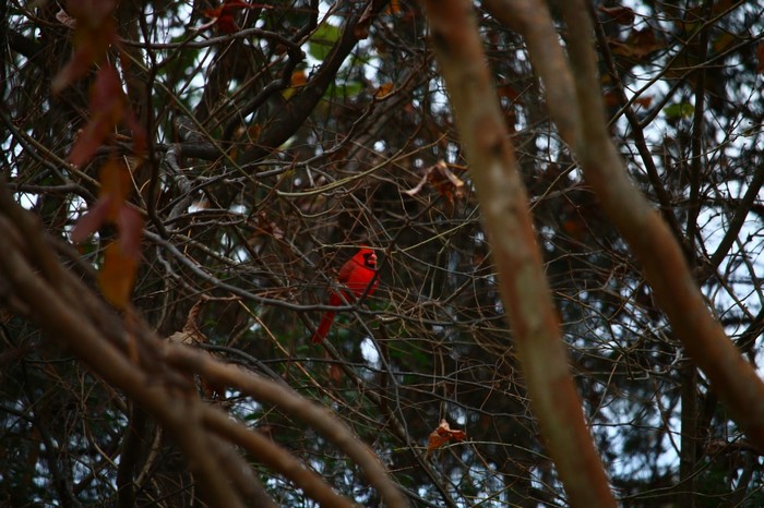 Red Cardinal perched on a tree branch