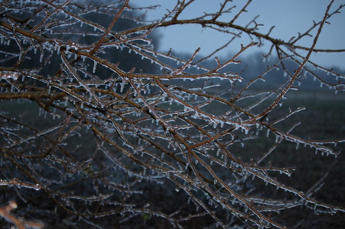 Tree branches covered in ice during winter
