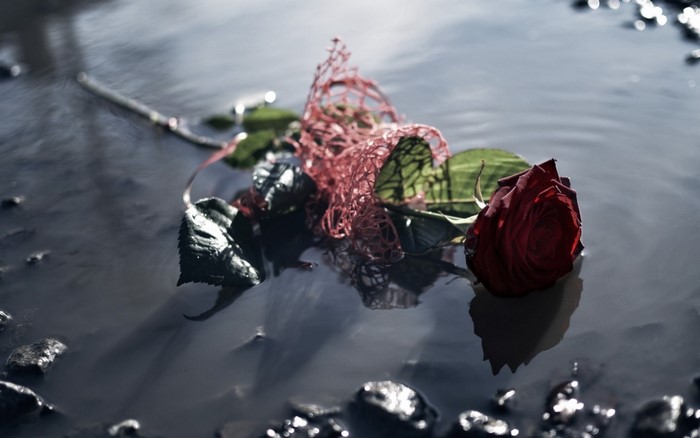 A single red rose floating in water with rocks