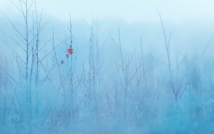 Bare branches covered in frost on a foggy winter morning