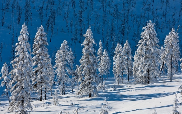 Snow-covered pine trees on a sunny winter day